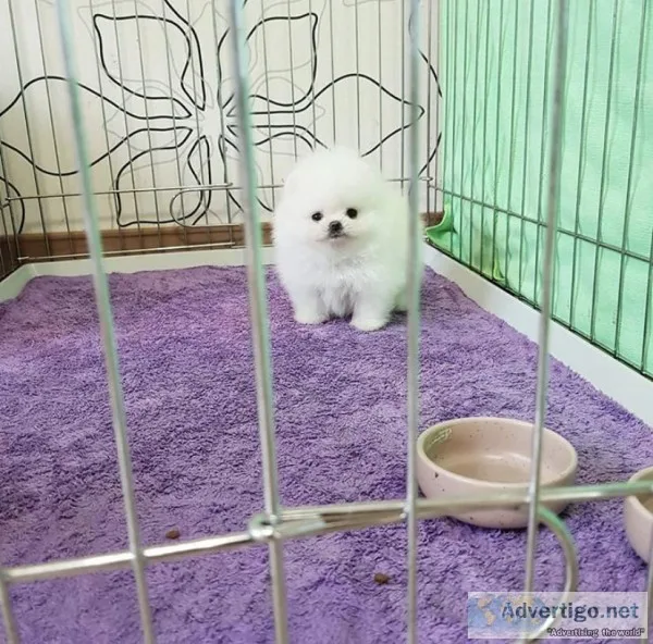 Adorable Princess Ice White Pomeranian Available