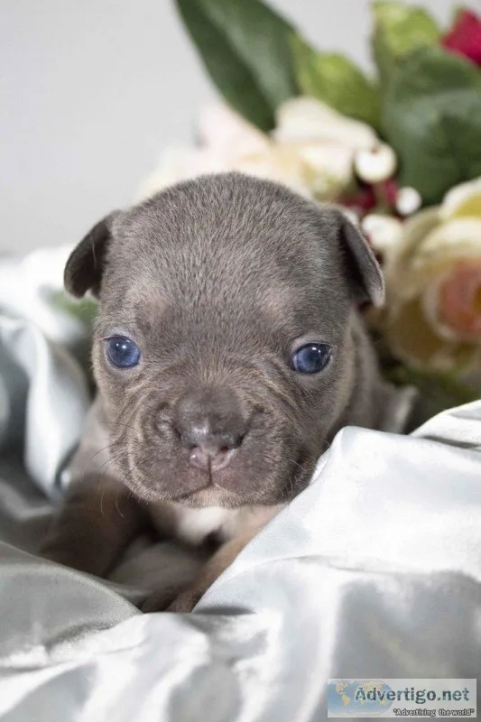 Beth AKC Female French Bulldog