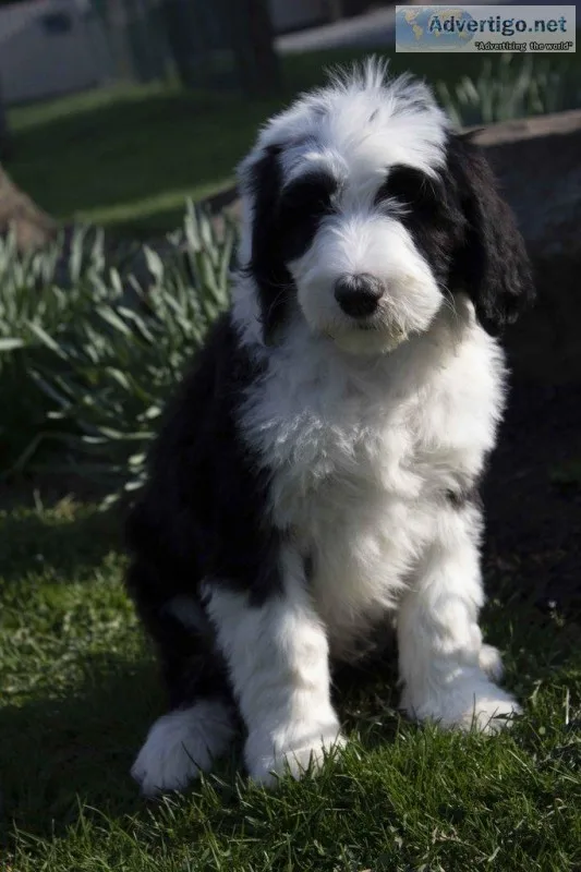 Bingo Male Sheepadoodle