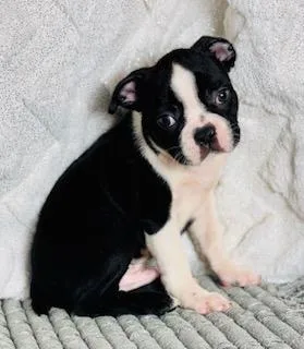 Max Male AKC Boston Terrier