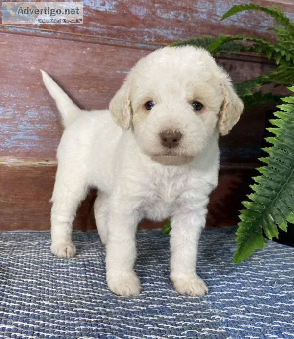 Elsa Female Labradoodle