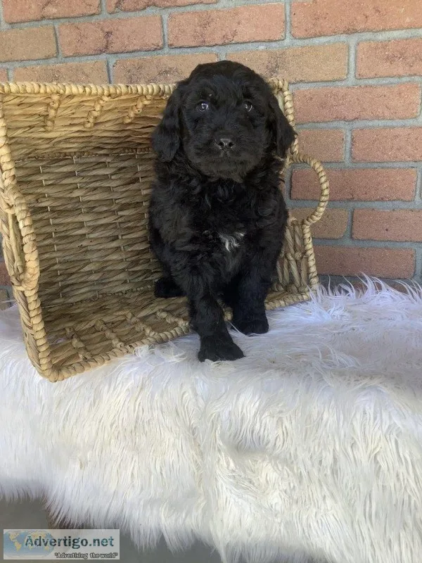 Ryler Male Poodle Mix