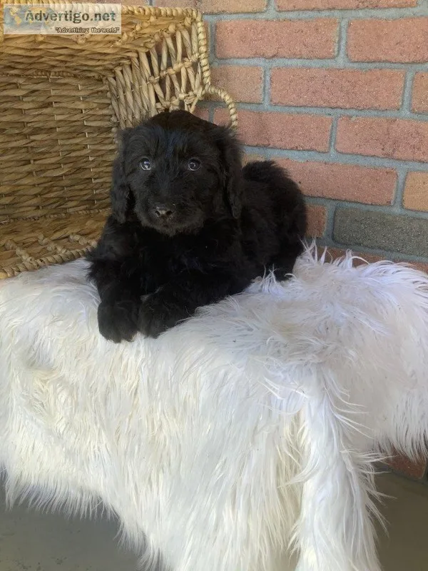 Krew Male Poodle Mix