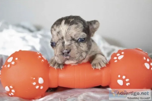 Marco AKC Male French Bulldog