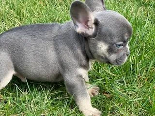 Twix Male AKC French Bulldog
