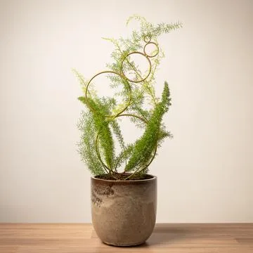 Indoor plants