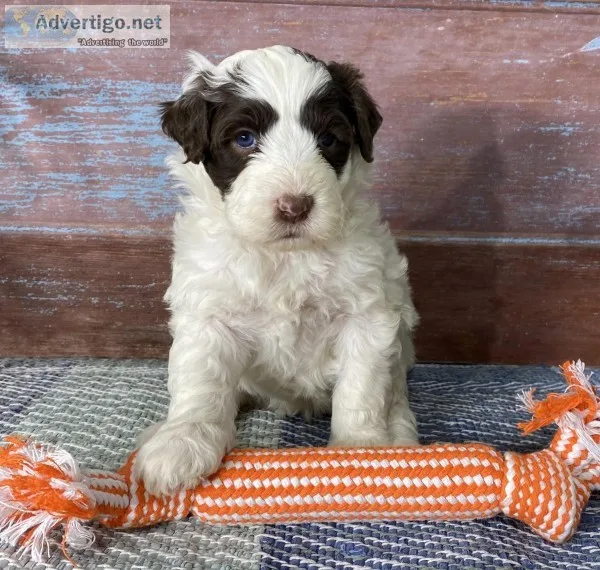 Aura Female Portuguese Water Dog