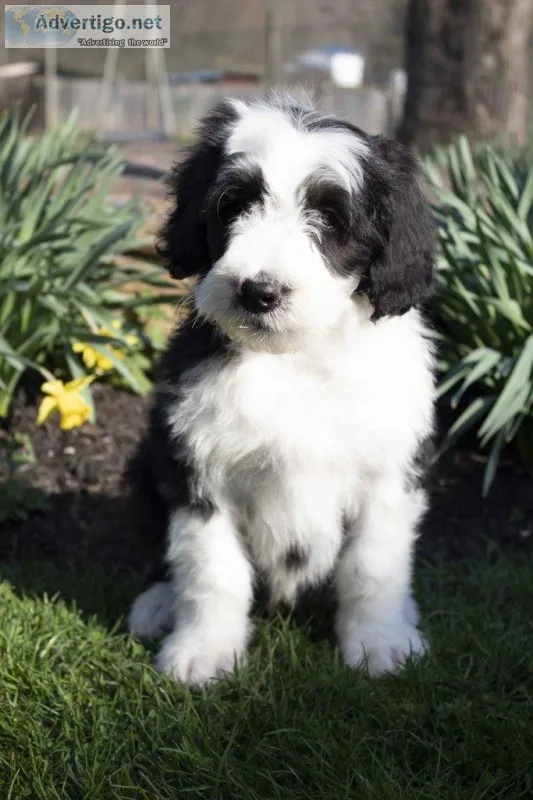 Tucker Male Sheepadoodle