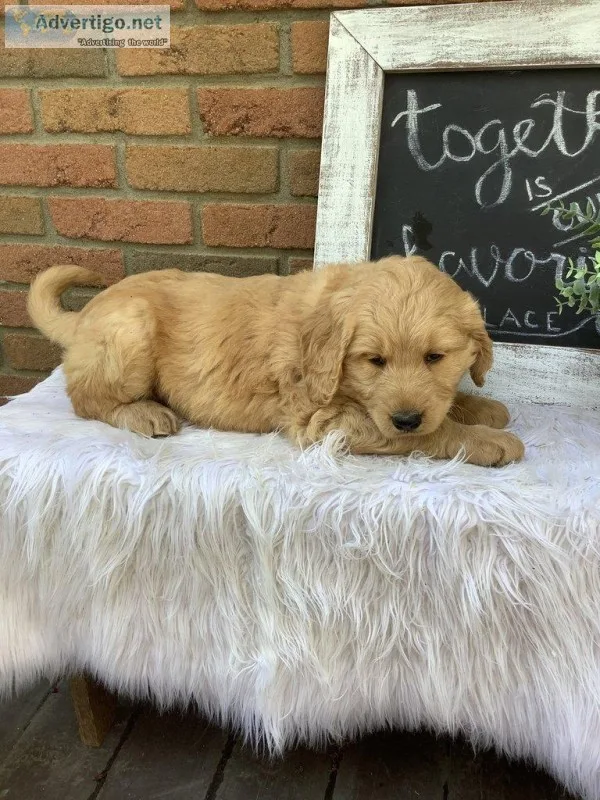 Bentley Male F1 Goldendoodle