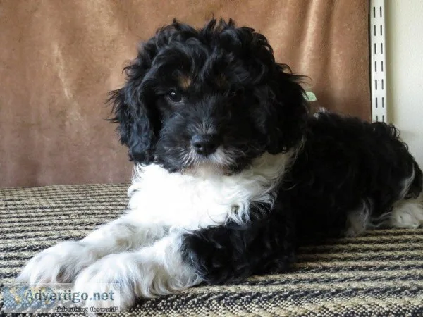 Luke Male Cavapoo