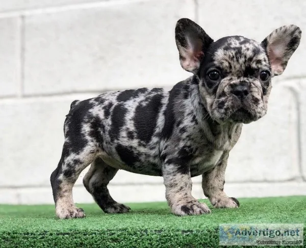 Mini merle french bulldog for sale