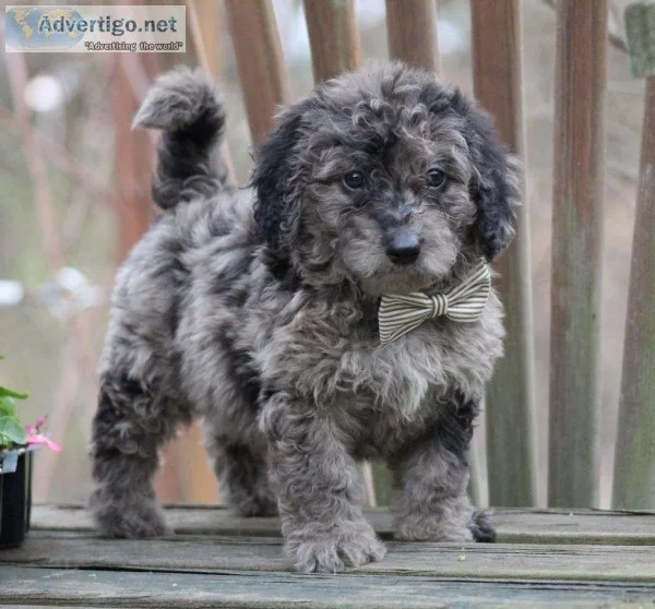 Gibson Male F1B Mini Goldendoodle