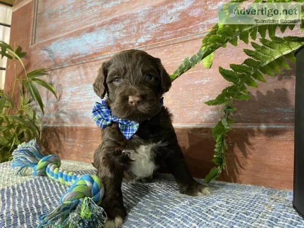 Kristoff Male AKC Portuguese Water Dog