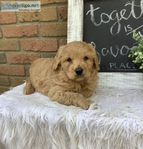 Asher Male F1 Goldendoodle