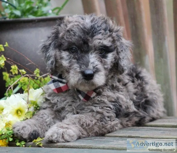 Gage Male F1B Mini Goldendoodle