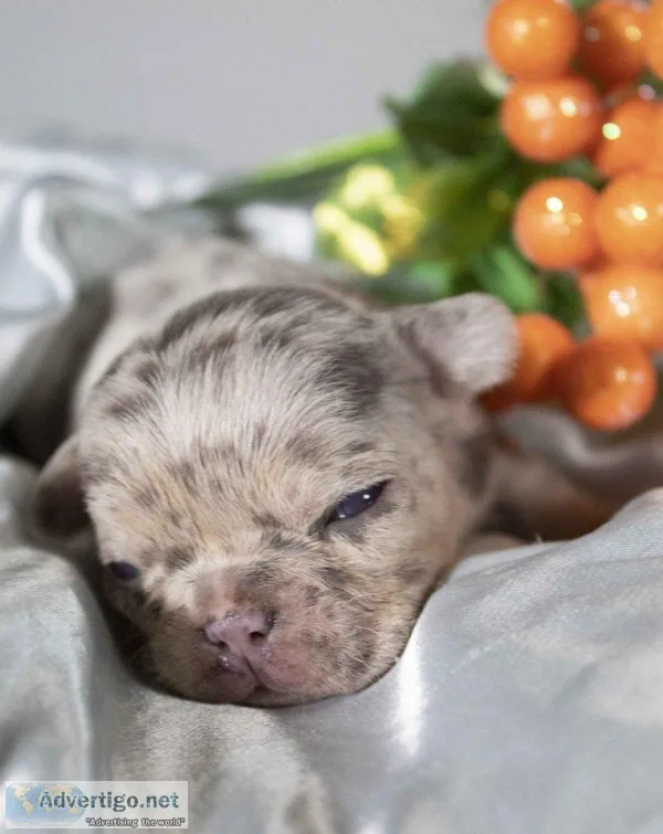 Marble AKC Female French Bulldog