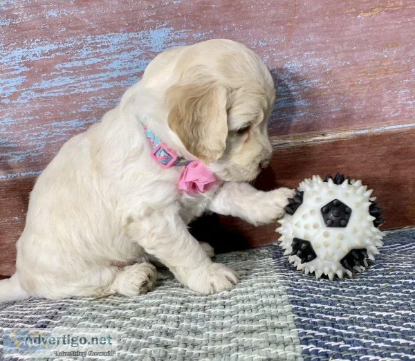 Alice Female Labradoodle
