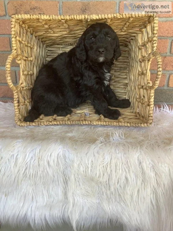 Asher Male Poodle Mix