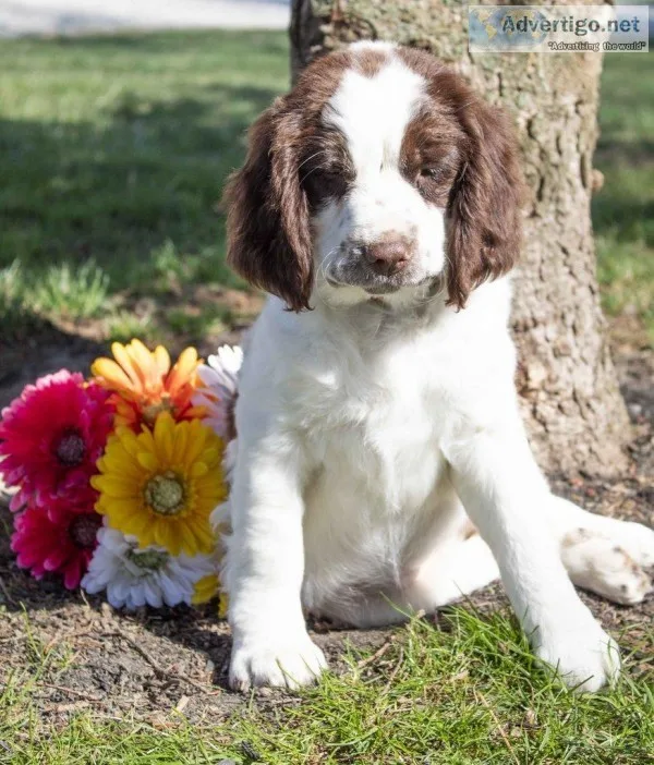Tina Female AKC English Springer Spaniel
