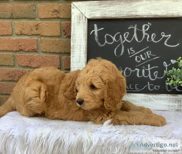 Zeus Male F1 Goldendoodle