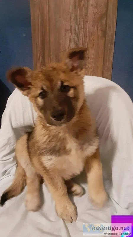 Norm Male Norwegian Elkhound