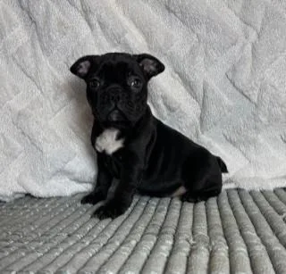 Betty Female Frenchton