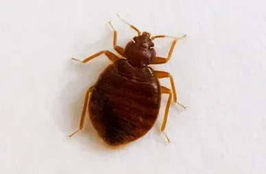 Bed Bugs Exterminators in Nassau County