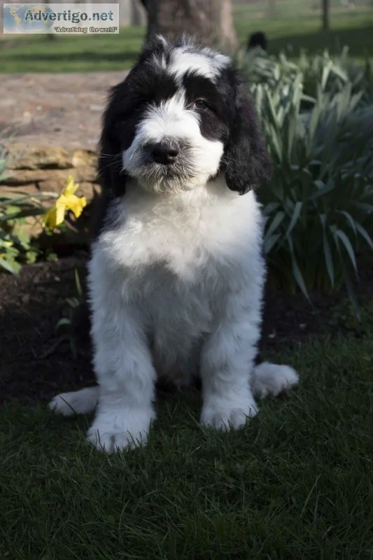 Big Mac Male Sheepadoodle
