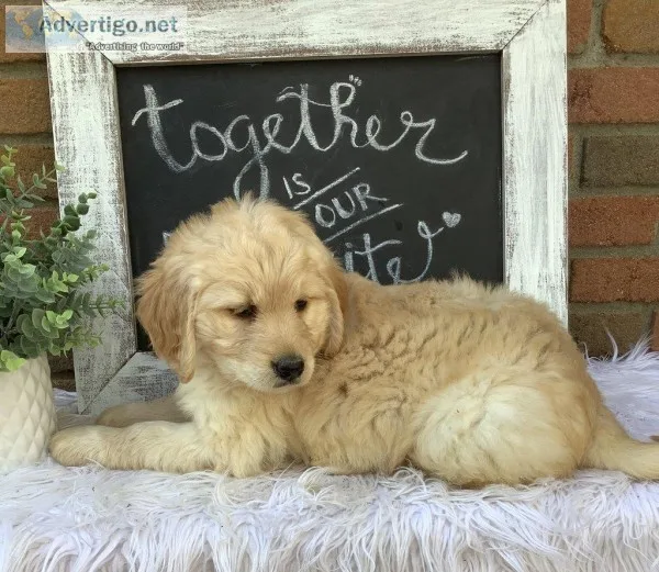 Bailey Female F1 Goldendoodle