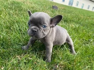 Payday Male AKC French Bulldog
