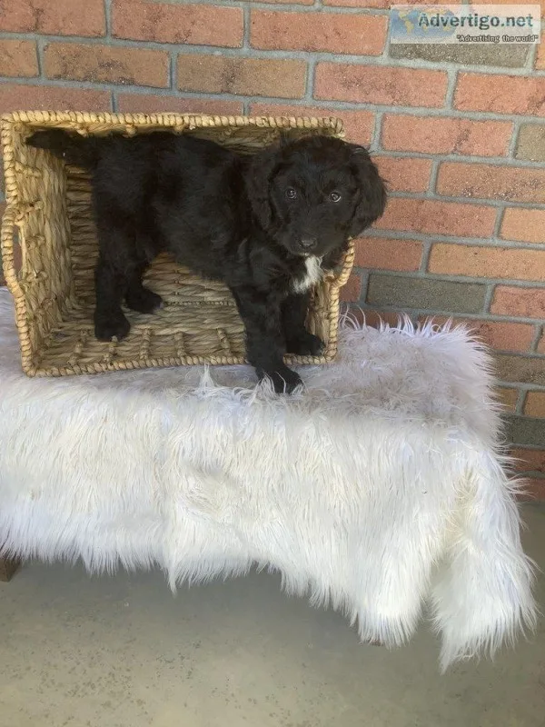 Chloe Female Poodle Mix