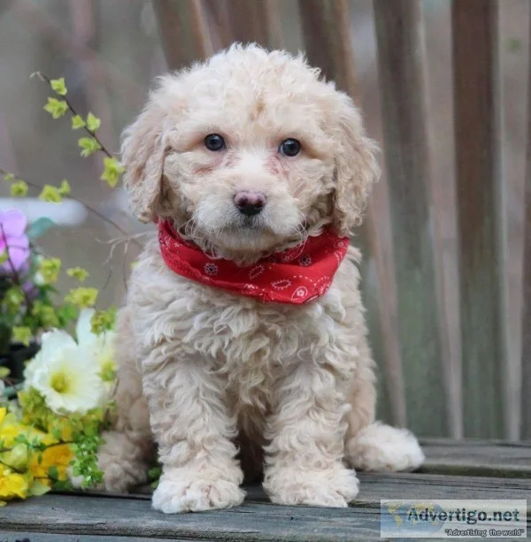 Goober Male F1B Mini Goldendoodle