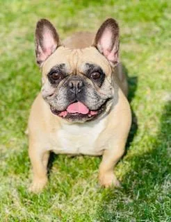 Tootsie Female French Bulldog