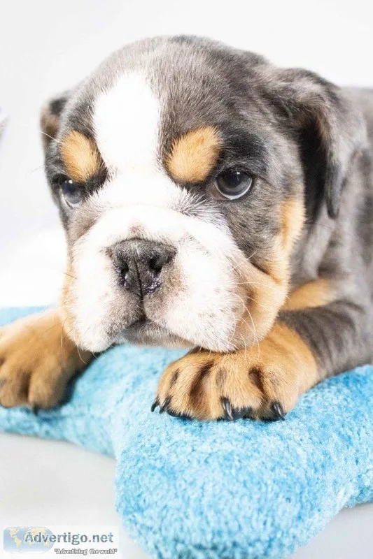 Black Jack AKC Male English Bulldog