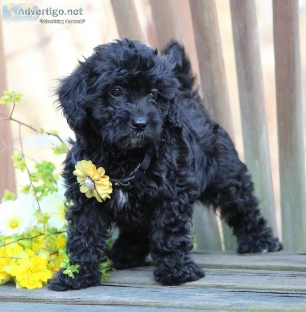 Glory Female F1B Mini Goldendoodle