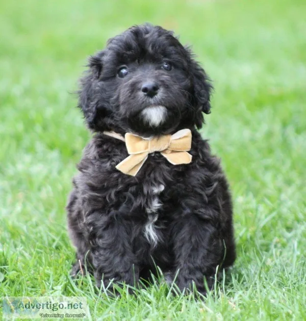 General Male F1B Mini Goldendoodle