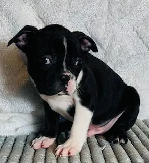 Herbie Male AKC Boston Terrier