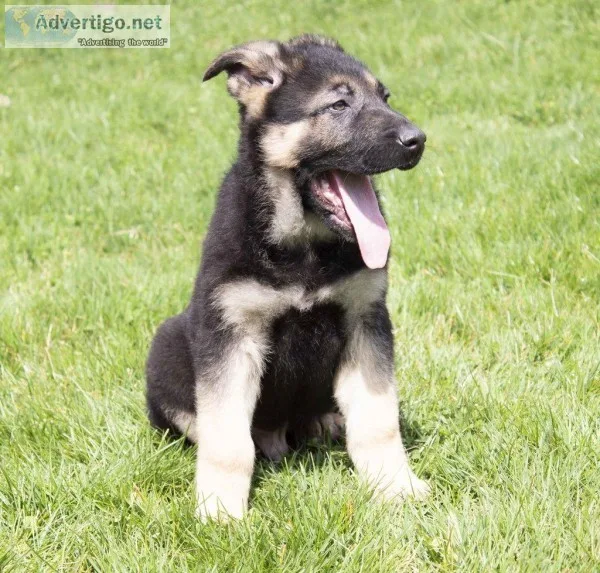 Brent Male German Shepherd