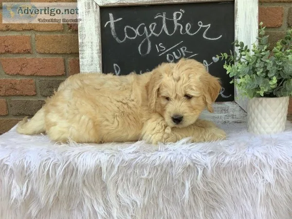 Harper Male F1 Goldendoodle