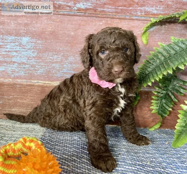 Ashley Female Portuguese Water Dog