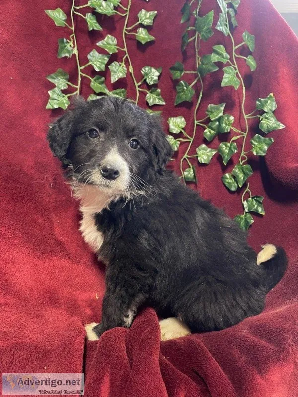 Chip Male Aussiedoodle