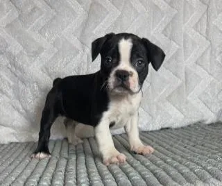 Luke Male Frenchton