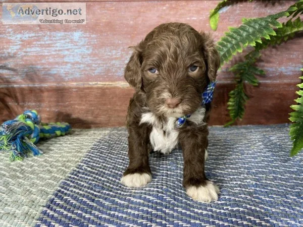 Simba Male AKC Portuguese Water Dog