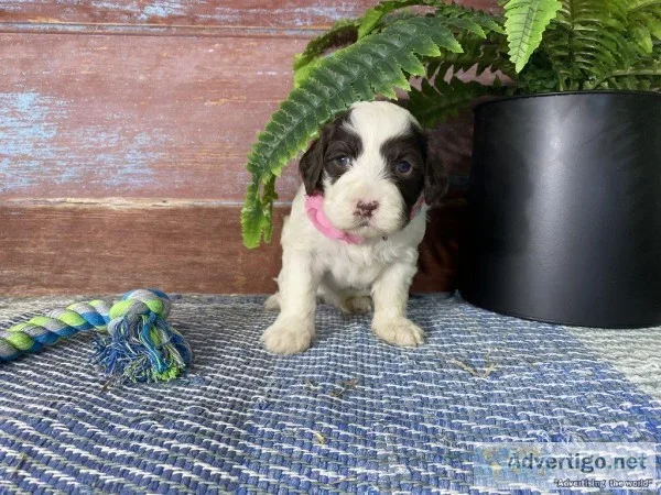 Anna Female AKC Portuguese Water Dog