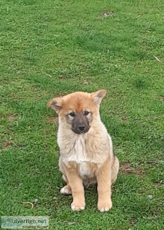 Tyler Male Norwegian Elkhound