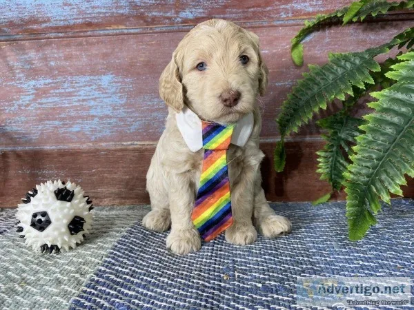 Oliver Male Labradoodle
