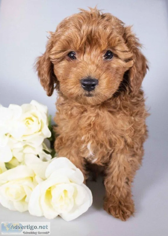 CJ Male Mini Poodle