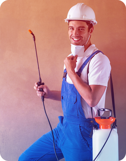Wasp Removal Brisbane &ndash Wasps Preventive Suggestions