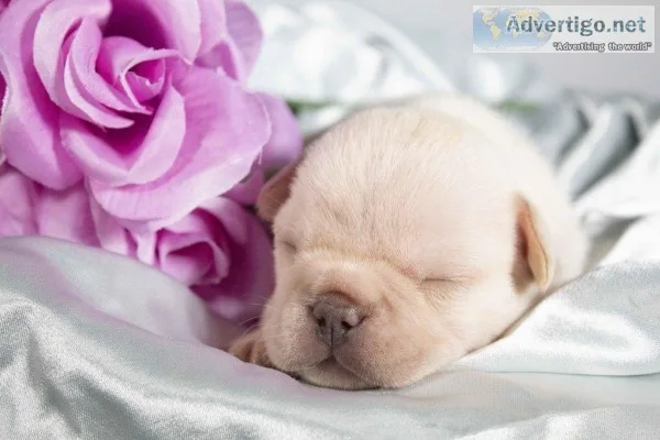 Princess AKC Female French Bulldog