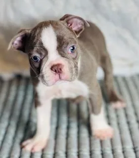 Champ Male AKC Boston Terrier